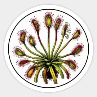 Giant Sundew Plant Beautiful Botanical Drosera Illustration Sticker